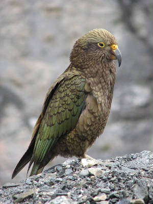 kea-wikipedia.jpg